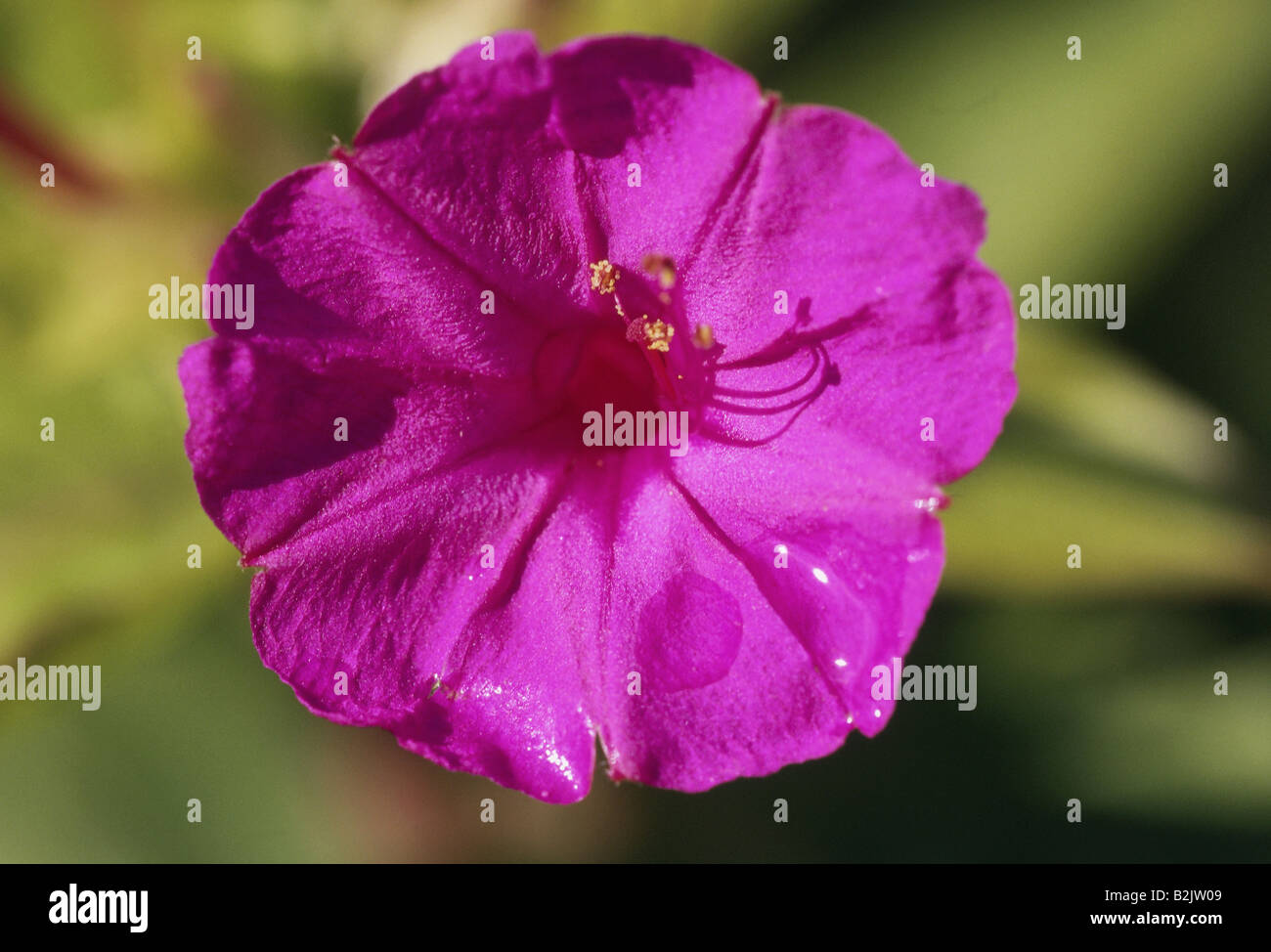 botany, four o`clock flower (Mirabilis japala), bloom at branch